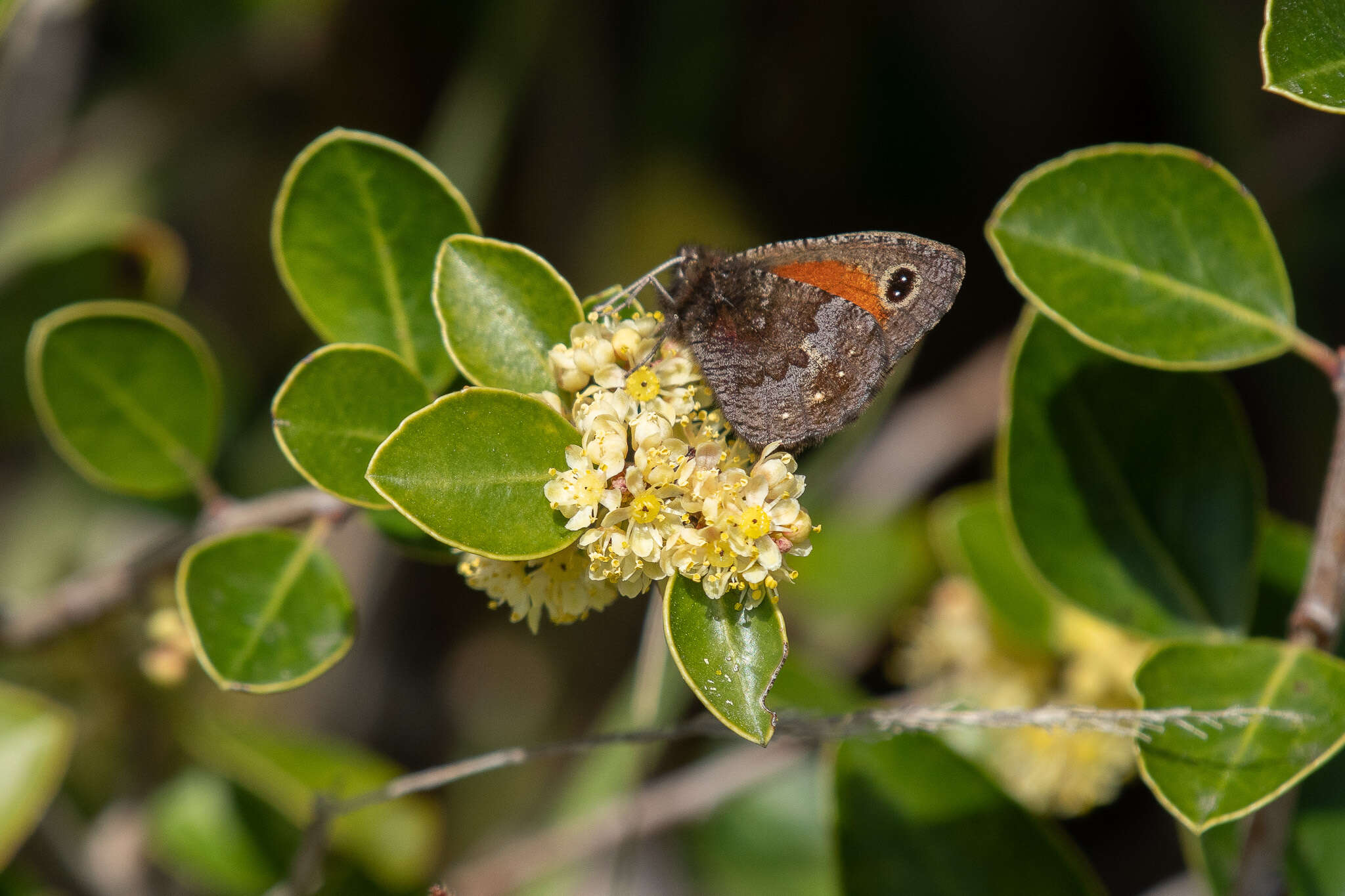 Image of Homoeonympha boisduvalii Blanchard 1852