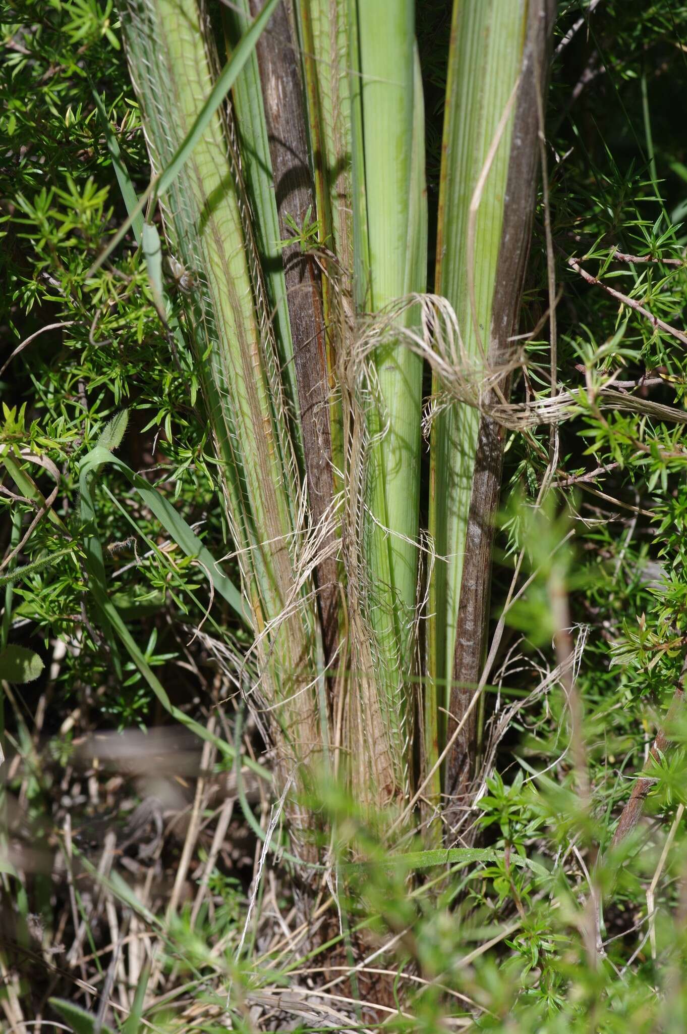 Plancia ëd Moraea reticulata Goldblatt