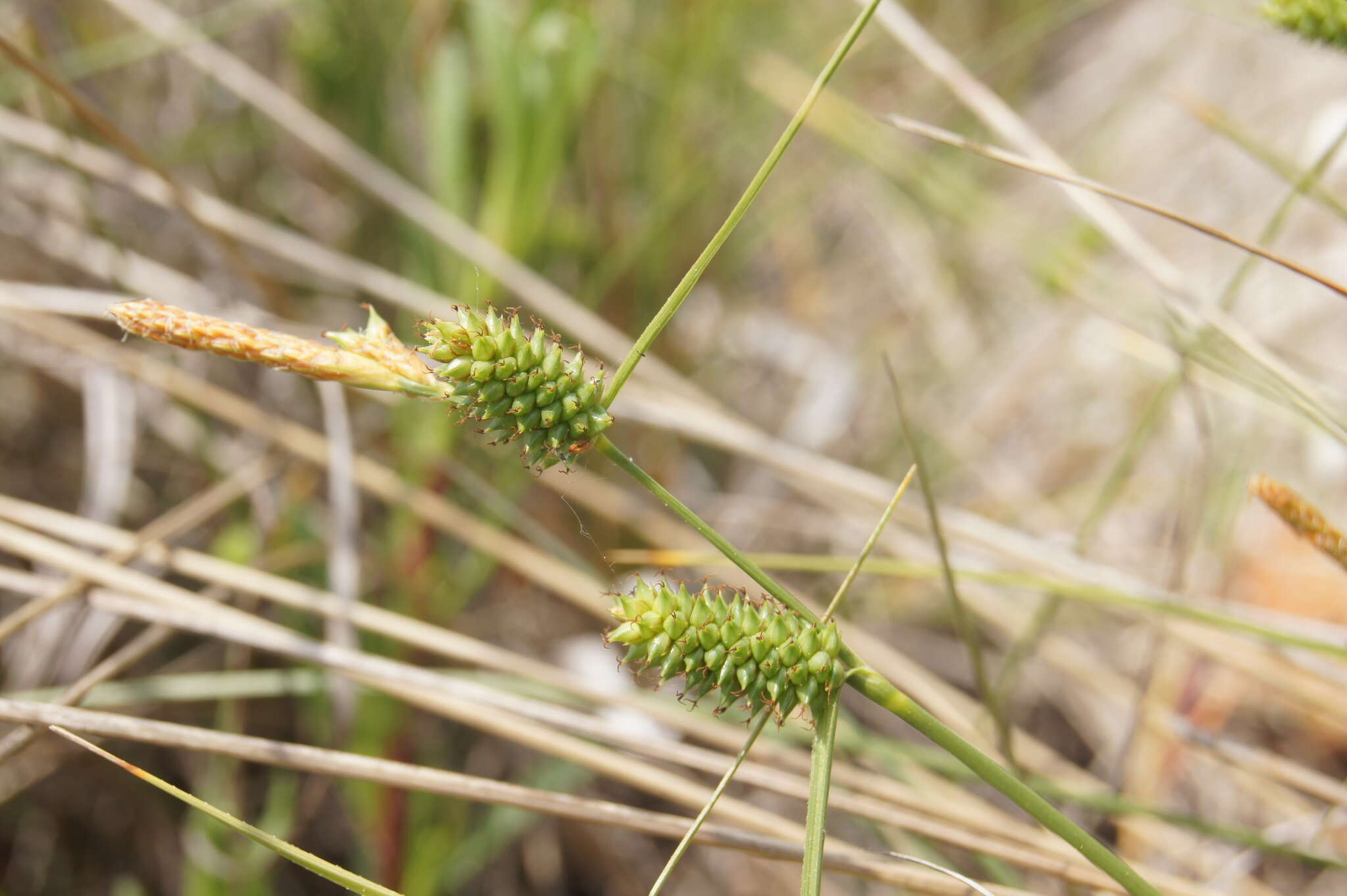 Image of long-bracted sedge