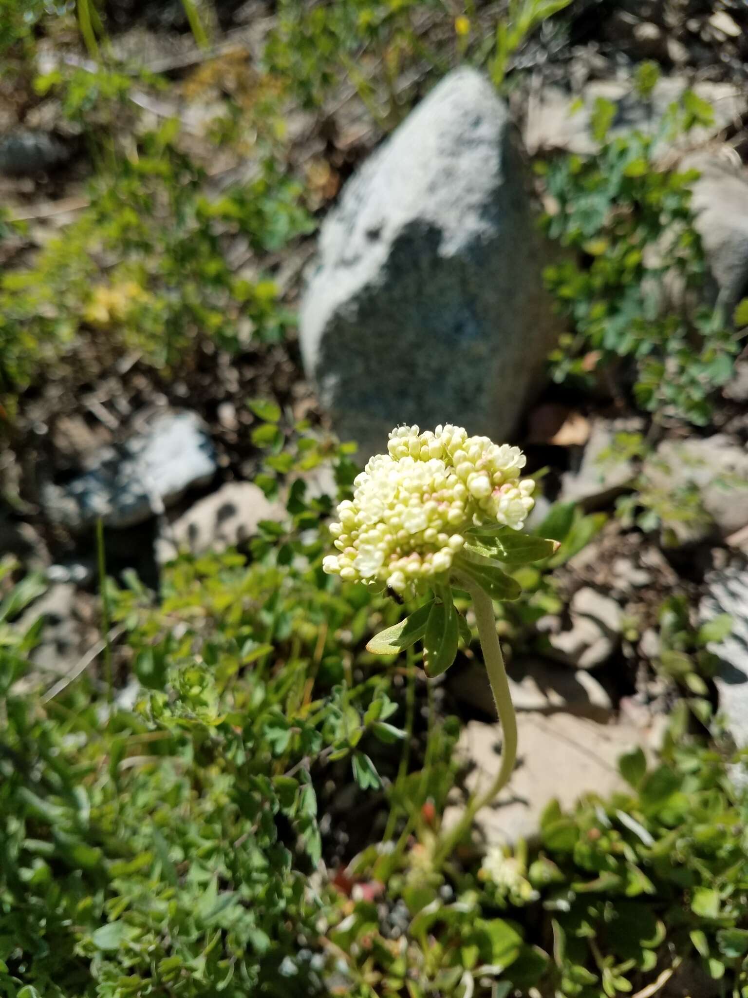 صورة Eriogonum umbellatum var. majus Hooker