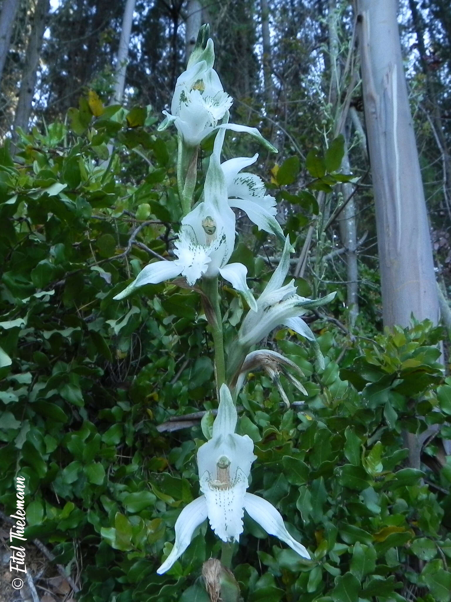 Plancia ëd Chloraea piquichen (Lam.) Lindl.