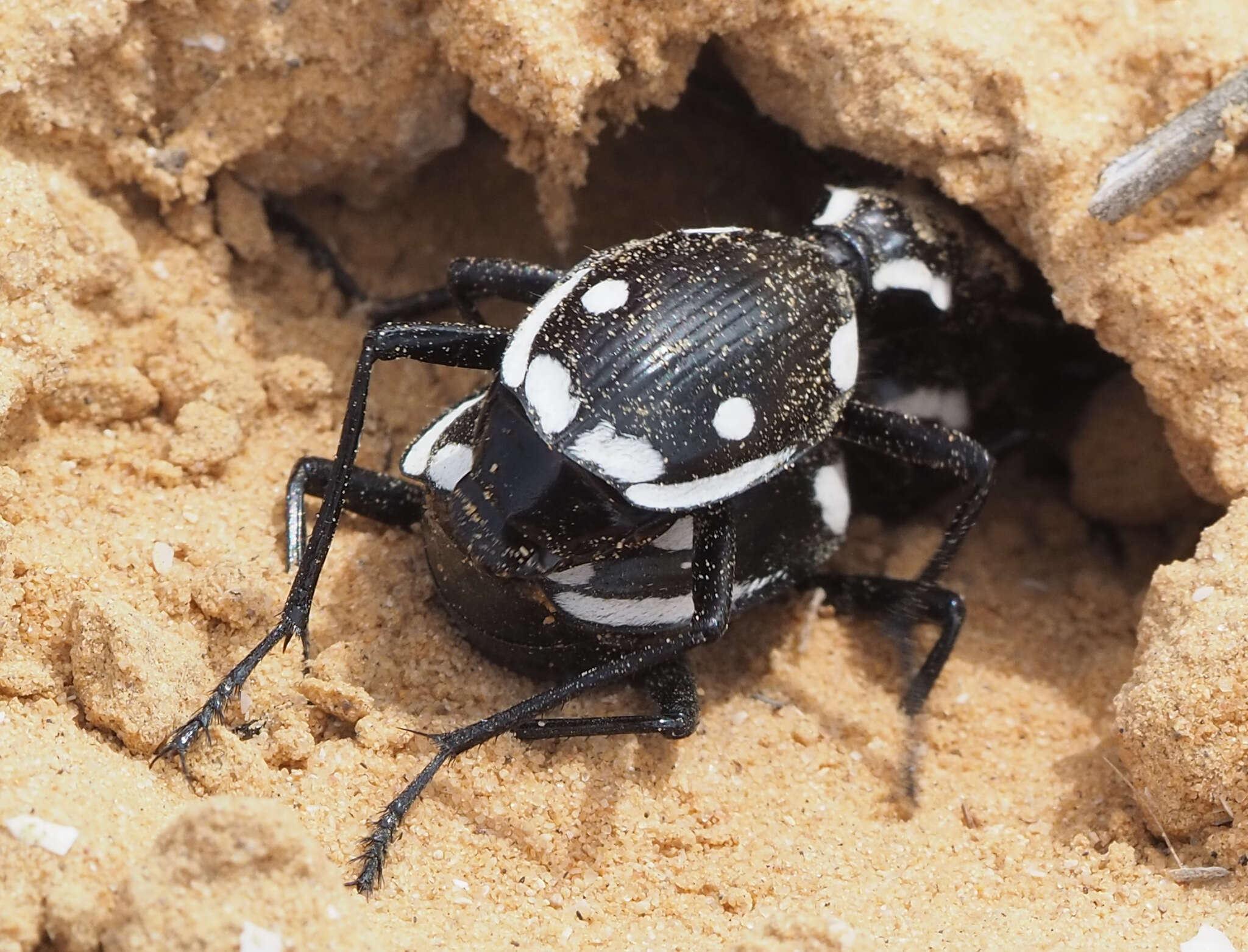 Image of Anthia (Termophilum) sexmaculata (Fabricius 1787)