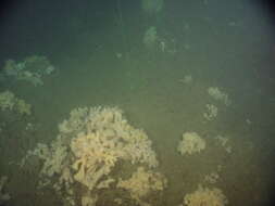 Image of Cloud sponge