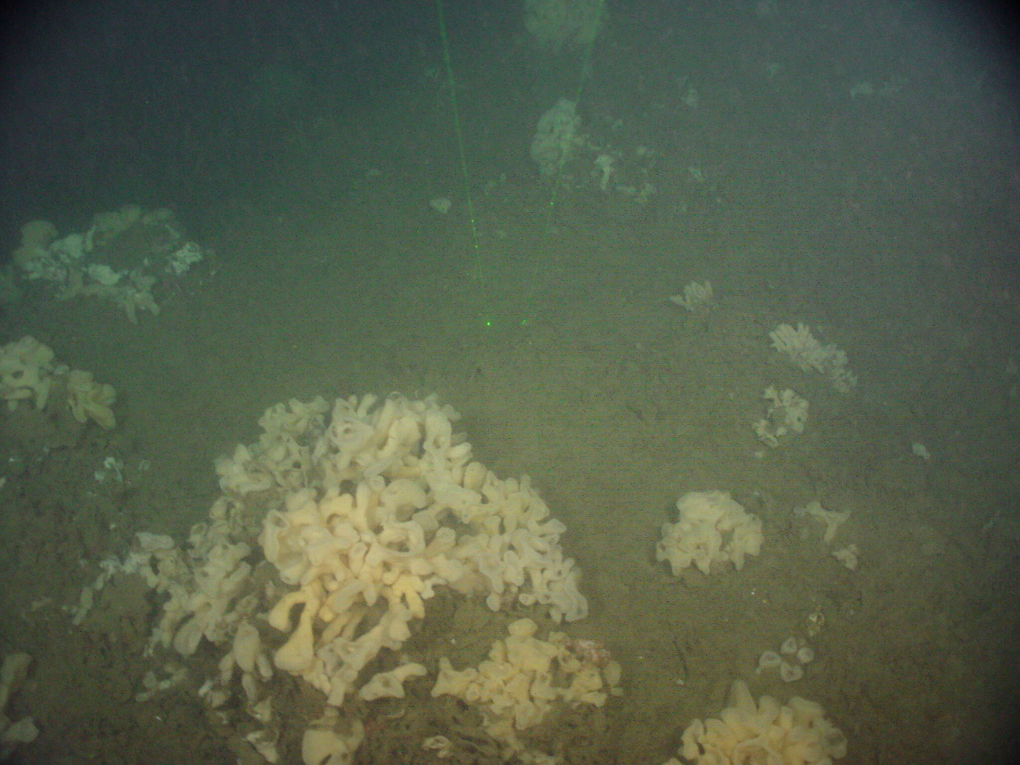 Image of Cloud sponge