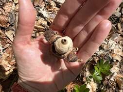 Image of Collared Earthstar