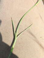 صورة Dianthus borbasii Vandas