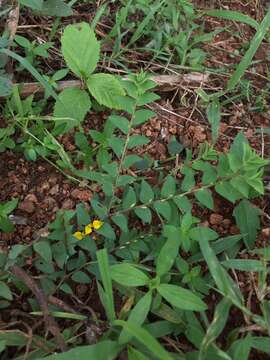 Image of Crotalaria hebecarpa (DC.) Rudd