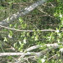 Image of Casearia yucatanensis (Standl.) T. Samar. & M. H. Alford