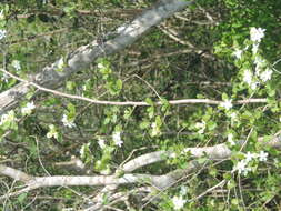 Image of Casearia yucatanensis (Standl.) T. Samar. & M. H. Alford