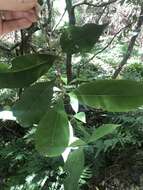 Image of Cyclophyllum longipetalum S. T. Reynolds & R. J. F. Hend.