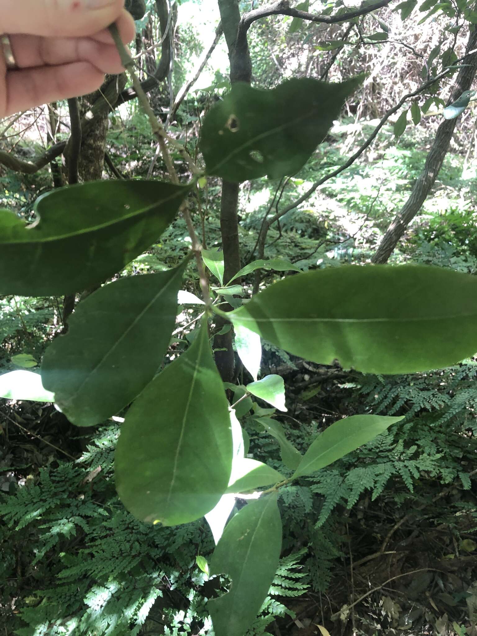 Image of Cyclophyllum longipetalum S. T. Reynolds & R. J. F. Hend.