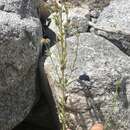 Image of Monardella australis subsp. jokerstii Elvin & A. C. Sanders