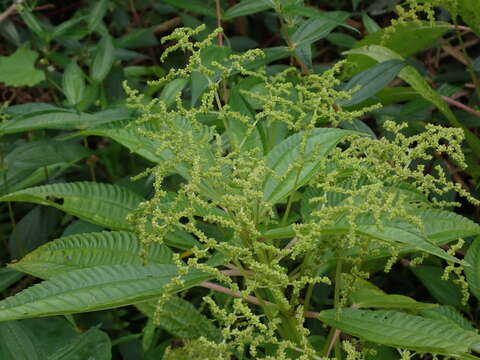 Image of Pilea melastomoides (Poir.) Wedd.