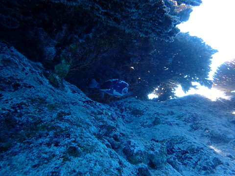 Image of Whitesided boxfish