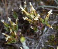 Imagem de Rhodanthe pygmaea (DC.) P. G. Wilson