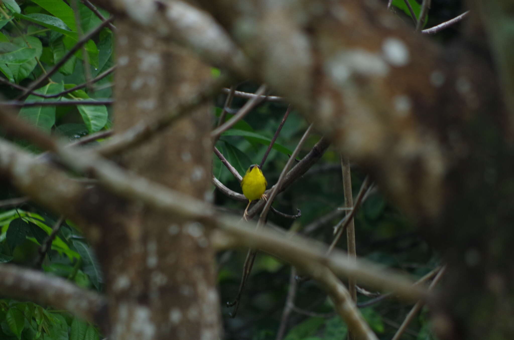 Image of Black-lored Yellowthroat