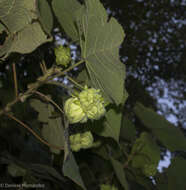 Image of <i>Dombeya</i> × <i>cayeuxii</i>