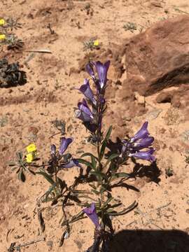 Image of shortstem beardtongue