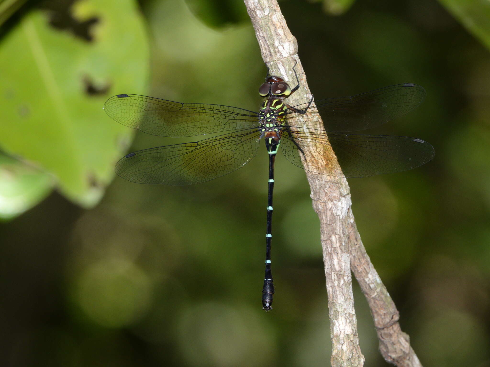 Image of Green-striped Darner