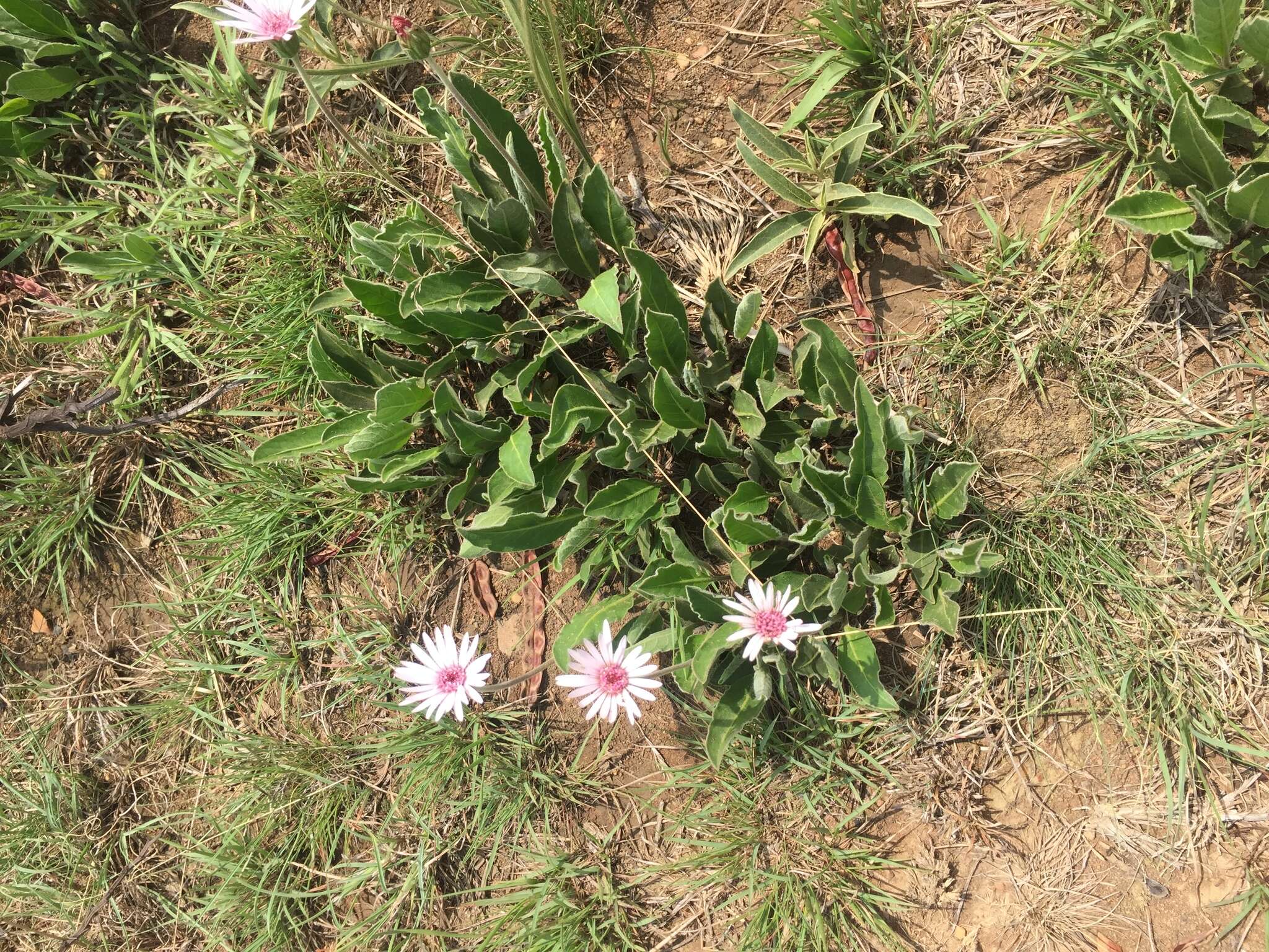 Image of Gerbera viridifolia (DC.) Sch. Bip.