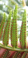 Image of Pitted Potato Fern