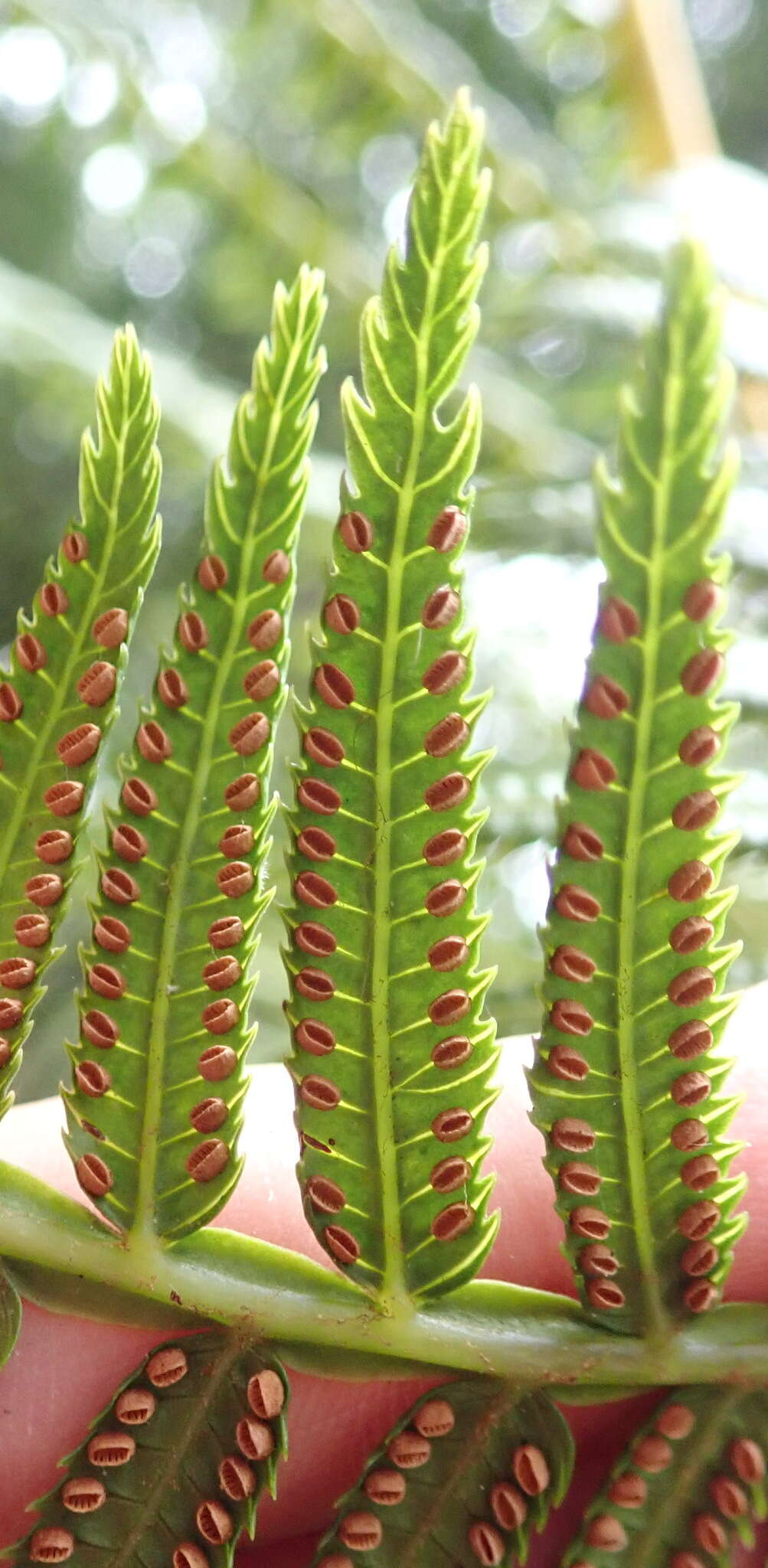 Image of Pitted Potato Fern