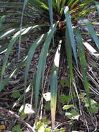 Image of curve-leaf yucca