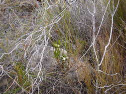 Image of Centella thesioides