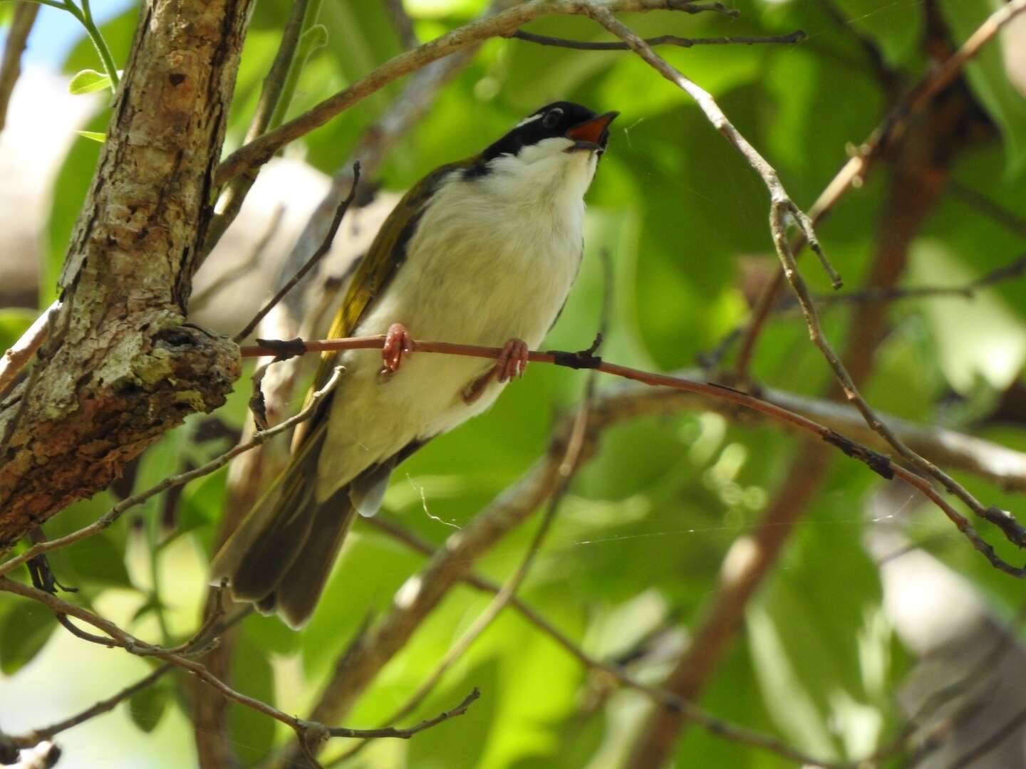 Image of White-throated Honeyeater