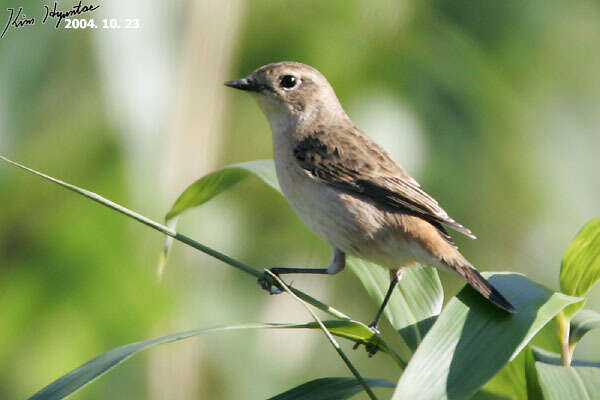 Image of Stejneger's Stonechat