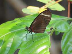 Image of Heliconius wallacei Reakirt 1866