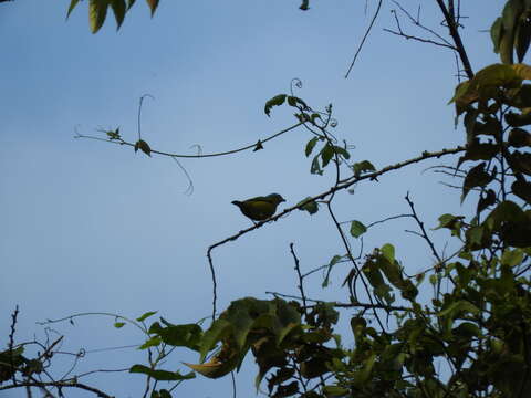 Chlorophonia elegantissima (Bonaparte 1838)的圖片