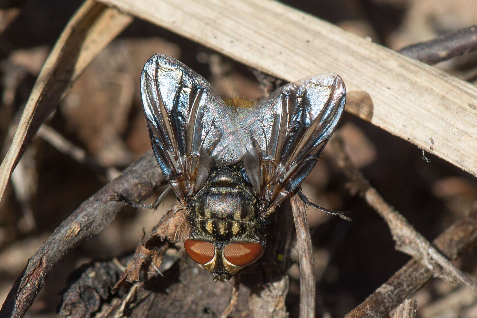 Image of Phasia subcoleoptrata (Linnaeus 1767)