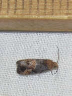 Image of Grape Berry Moth