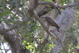 Image of Banded Snake-Eagle