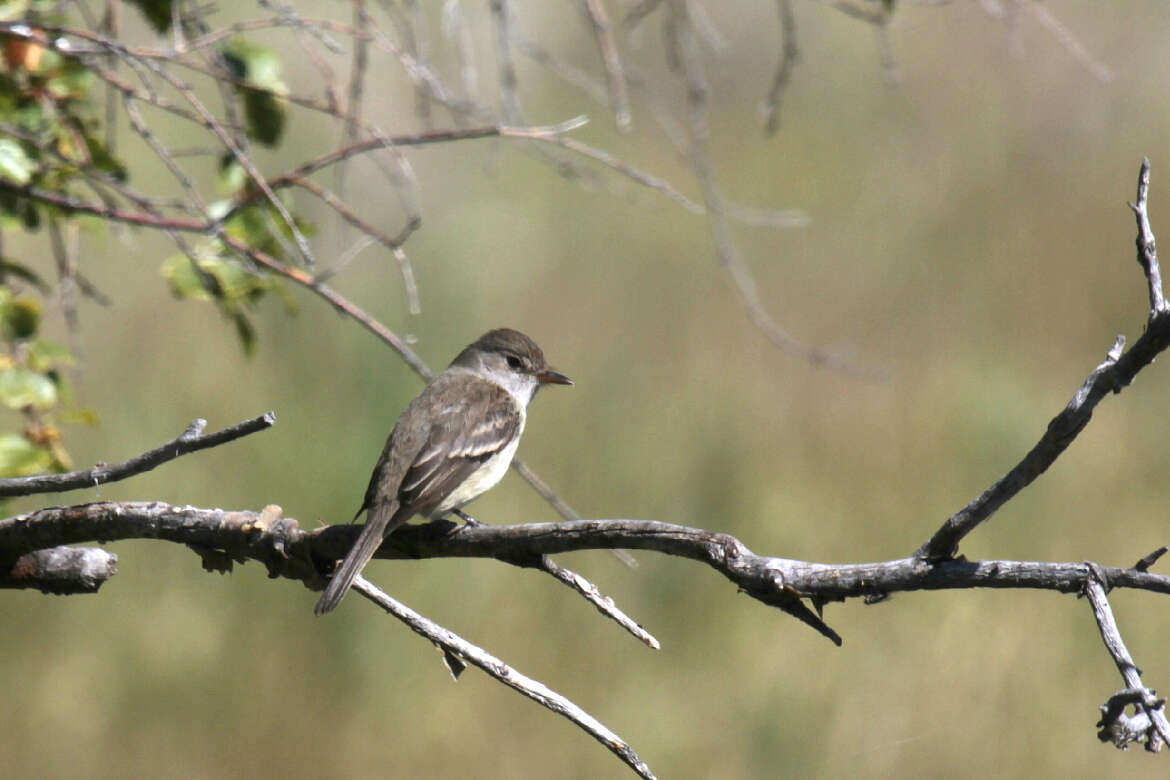 Image of Willow Flycatcher