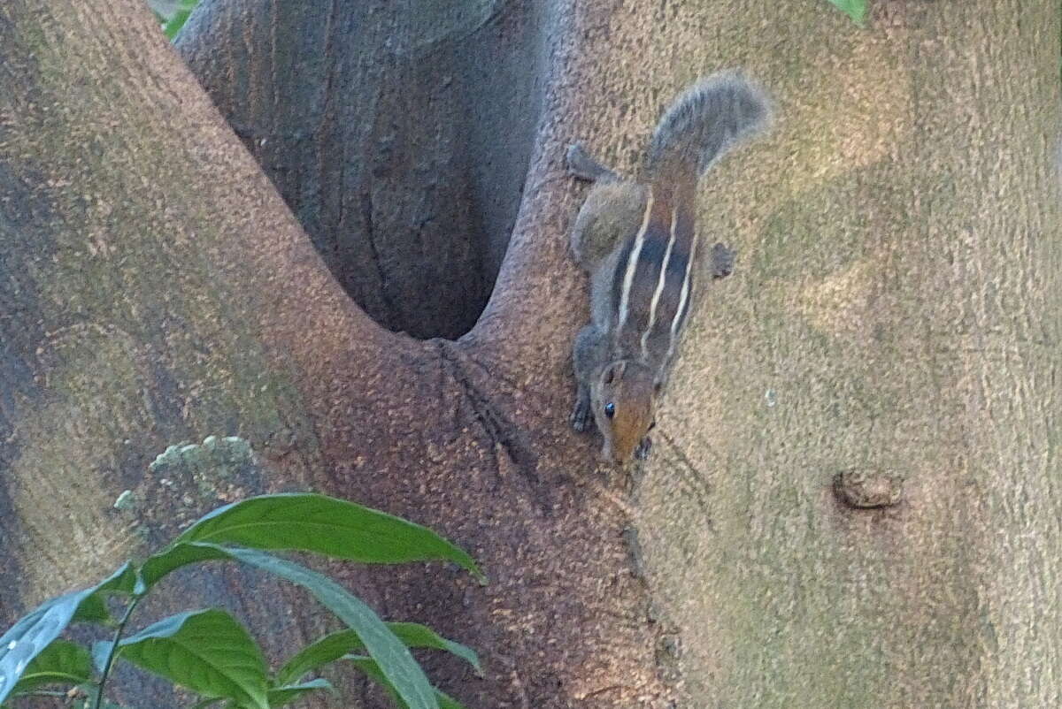 Image of Jungle Palm Squirrel