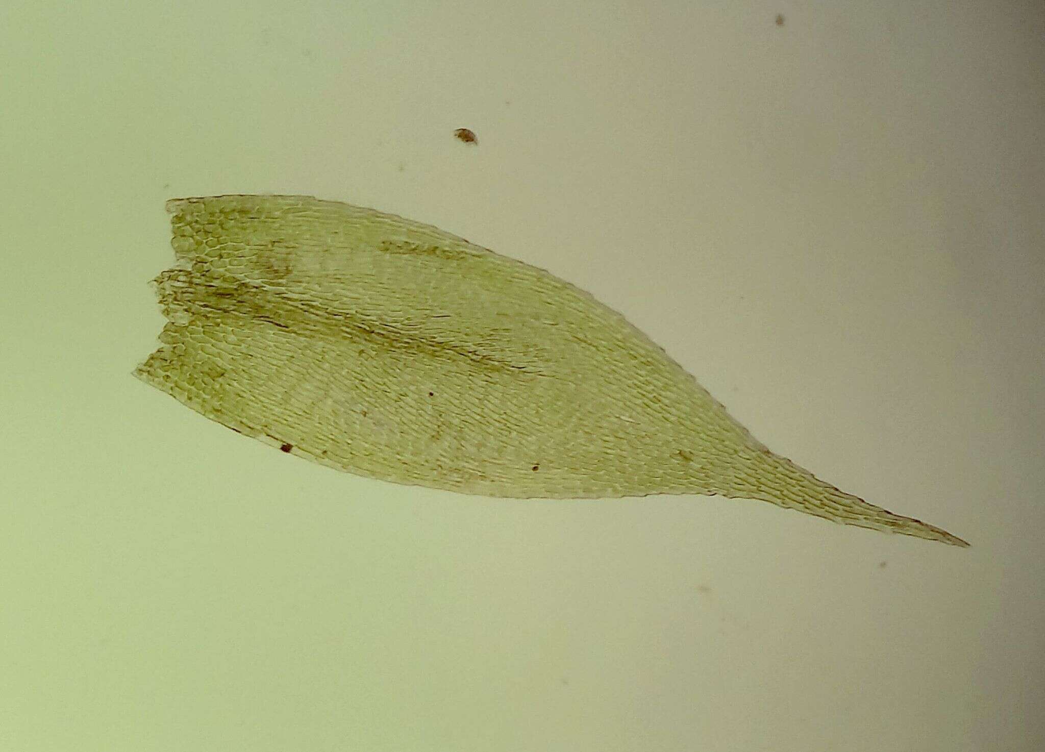 Image of <i>Plasteurhynchium striatulum</i>