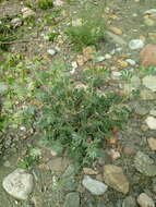 Image of Ebenus pinnata Aiton