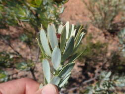 Image of Leucadendron loranthifolium (Salisb. ex Knight) I. Williams