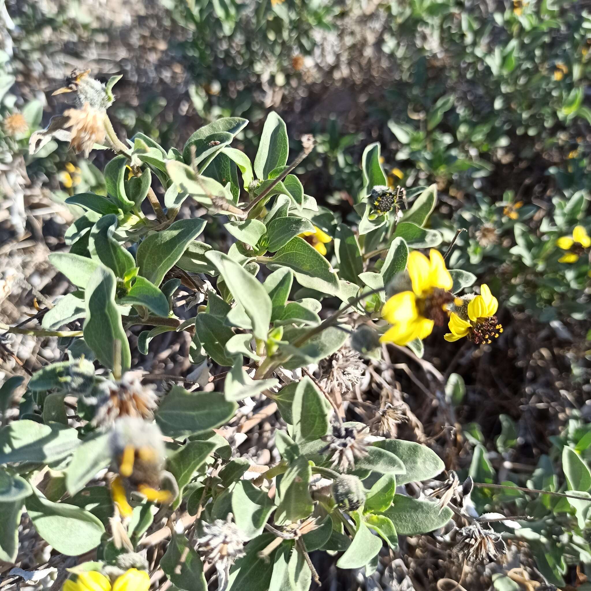 Слика од Helianthus niveus (Benth.) Brandeg.