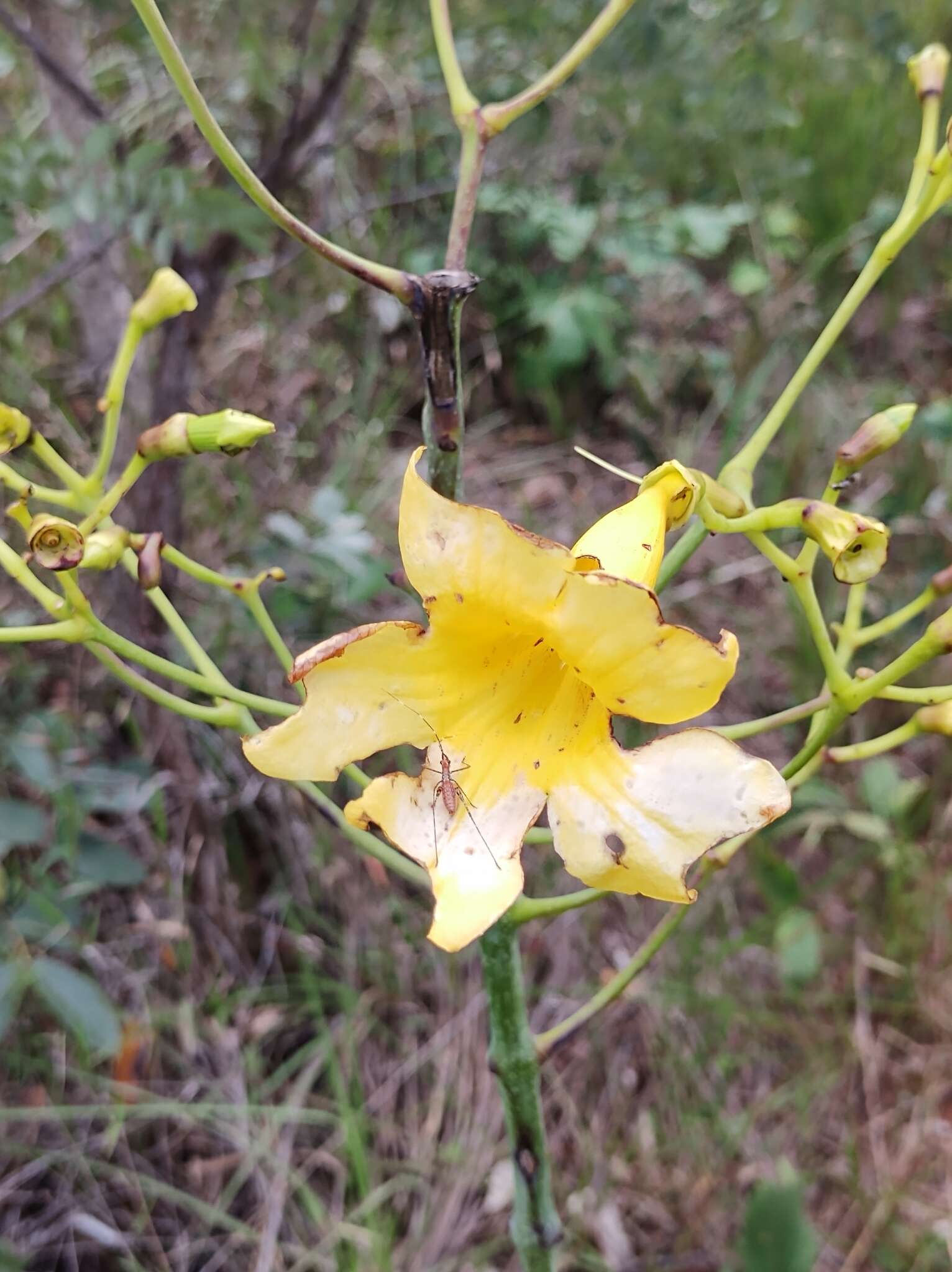 Image de Adenocalymma pedunculatum (Vell.) L. G. Lohmann