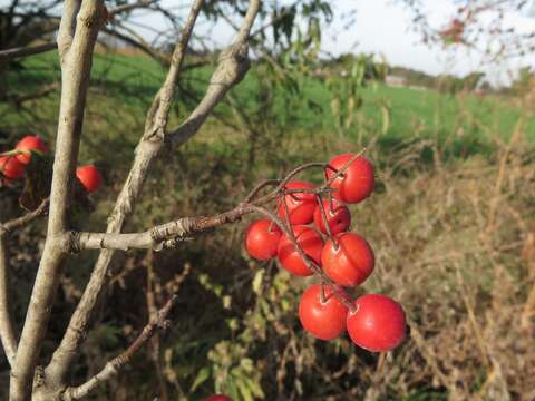 Image of Crataegus viridis var. glabriuscula (Sarg.) J. B. Phipps