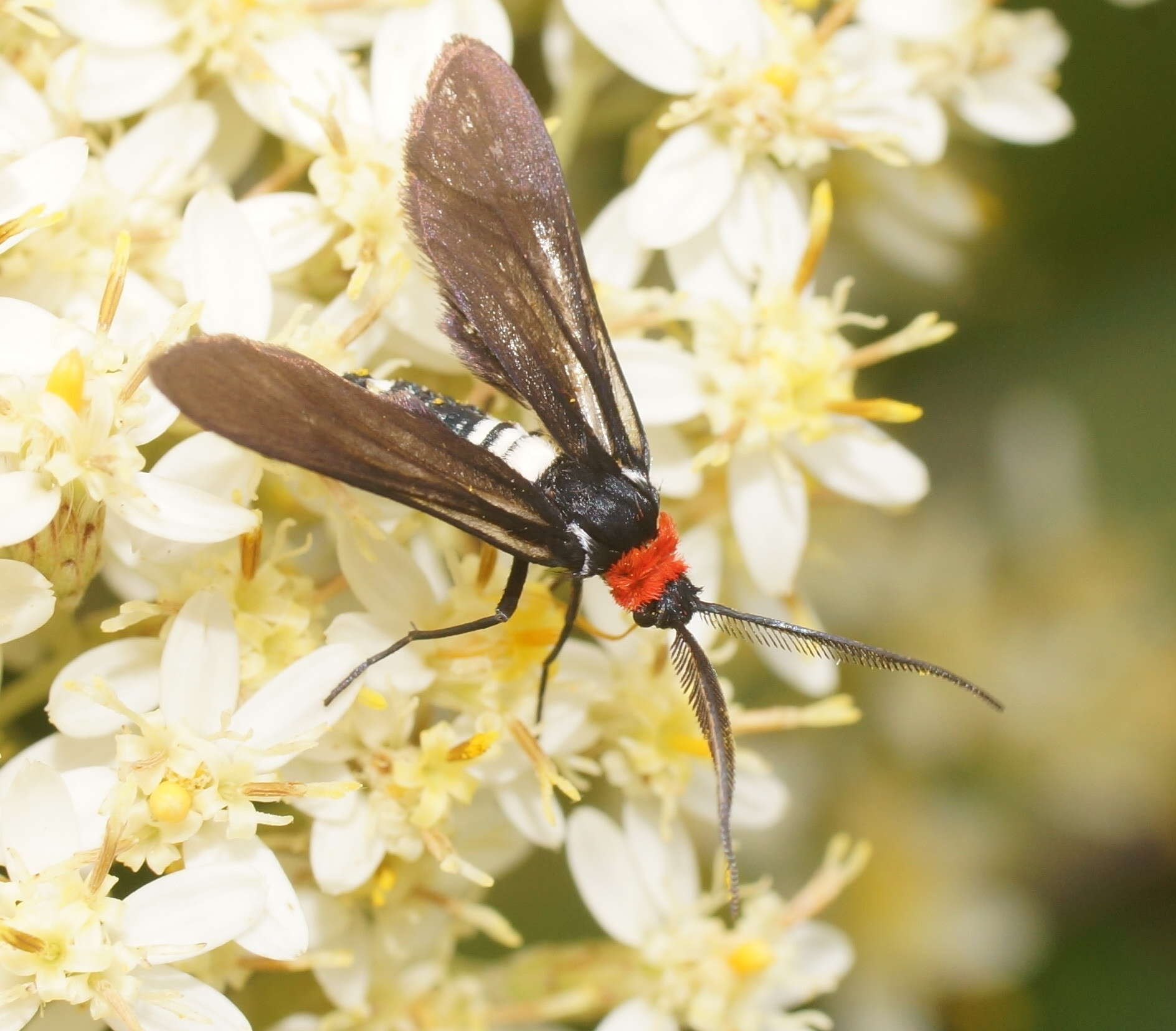 صورة Hestiochora tricolor Walker 1854