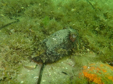 Image of Common Cuttlefish