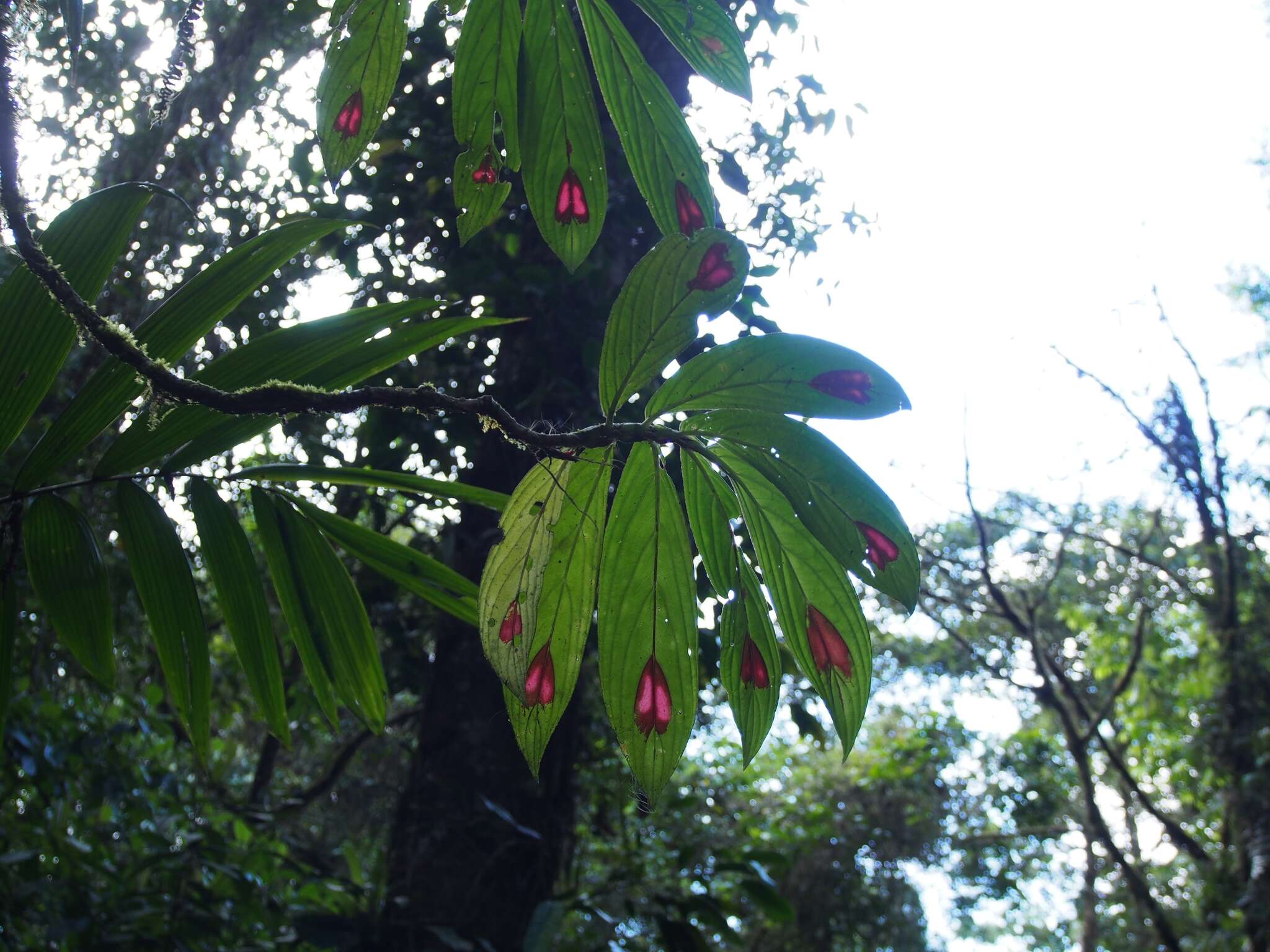 Imagem de Columnea consanguinea Hanst.