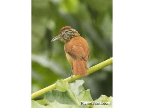 Image of Barred Antshrike