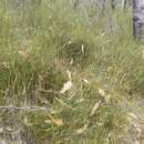 Image of Austrostipa muelleri (Tate) S. W. L. Jacobs & J. Everett