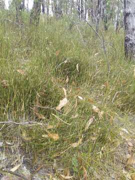 Image of Austrostipa muelleri (Tate) S. W. L. Jacobs & J. Everett