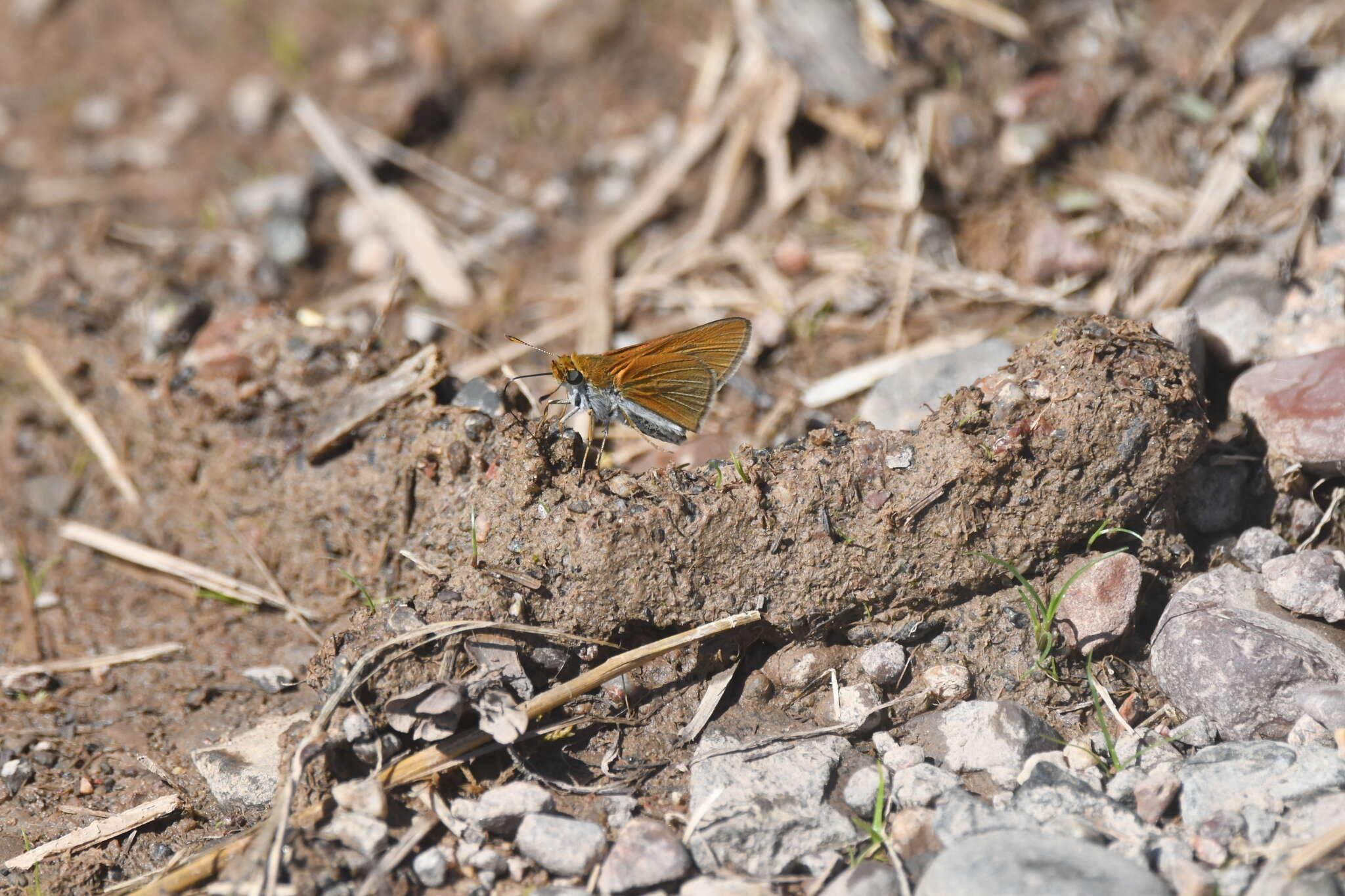 Image of Two-spotted Skipper